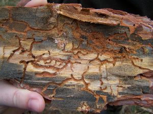 Two blue-stain fungi colonizing Scots pine (Pinus sylvestris) trees infested by bark beetles in Slovakia, Central Europe