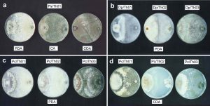 In vitro interactions between Trichoderma harzianum and pathogenic fungi damaging horse-chestnut (Aesculus hippocastanum) leaves and fruits