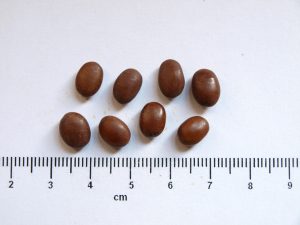 Diversity in honey locust (Gleditsia triacanthos L.) seed traits across Danube basin