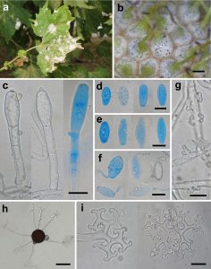 Global distribution of Erysiphe platani: new records, teleomorph formation and re-examination of herbarium collections