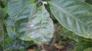 The lily magnolia powdery mildew Erysiphe magnifica found in Slovakia