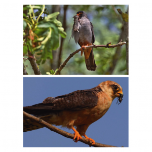 Diet composition of syntopically breeding falcon species Falco vespertinus and Falco tinnunculus in south-western Slovakia