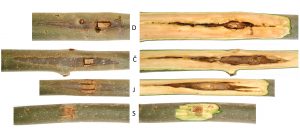 Individual resistance of Fraxinus angustifolia and F. excelsior clones to Hymenoscyphus fraxineus