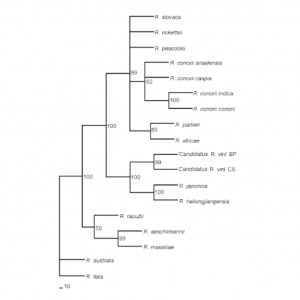 Molecular characterization of 'Candidatus Rickettsia vini' in Ixodes arboricola from the Czech Republic and Slovakia