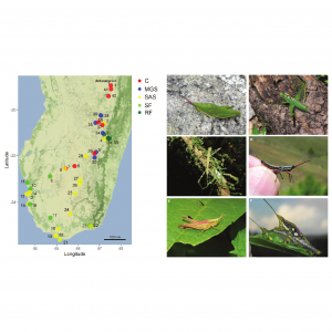 Assemblages of orthopteroid insects along environmental gradients in central and southern Madagascar