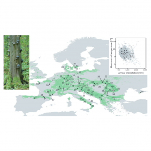 The species-rich arthropod communities in fungal fruitbodies are weakly structured by climate and biogeography across European beech forests