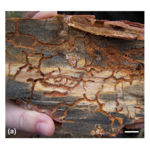 Two blue-stain fungi colonizing Scots pine (Pinus sylvestris) trees infested by bark beetles in Slovakia, Central Europe