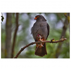 Foraging opportunism and feeding frequency in the red-footed falcon ( Falco vespertinus ) in Slovakia: case study from 2017