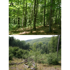 Response of ground-dwelling harvestman assemblages (Arachnida: Opiliones) to European beech forest canopy cover