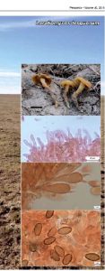 Fungal Planet description sheets: 716-784