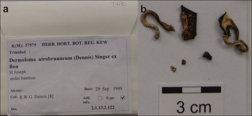 Nomenclatural review of names published in the fungal genus Dermoloma (Basidiomycota, Agaricales, Tricholomataceae) based on morphological analyses of type specimens