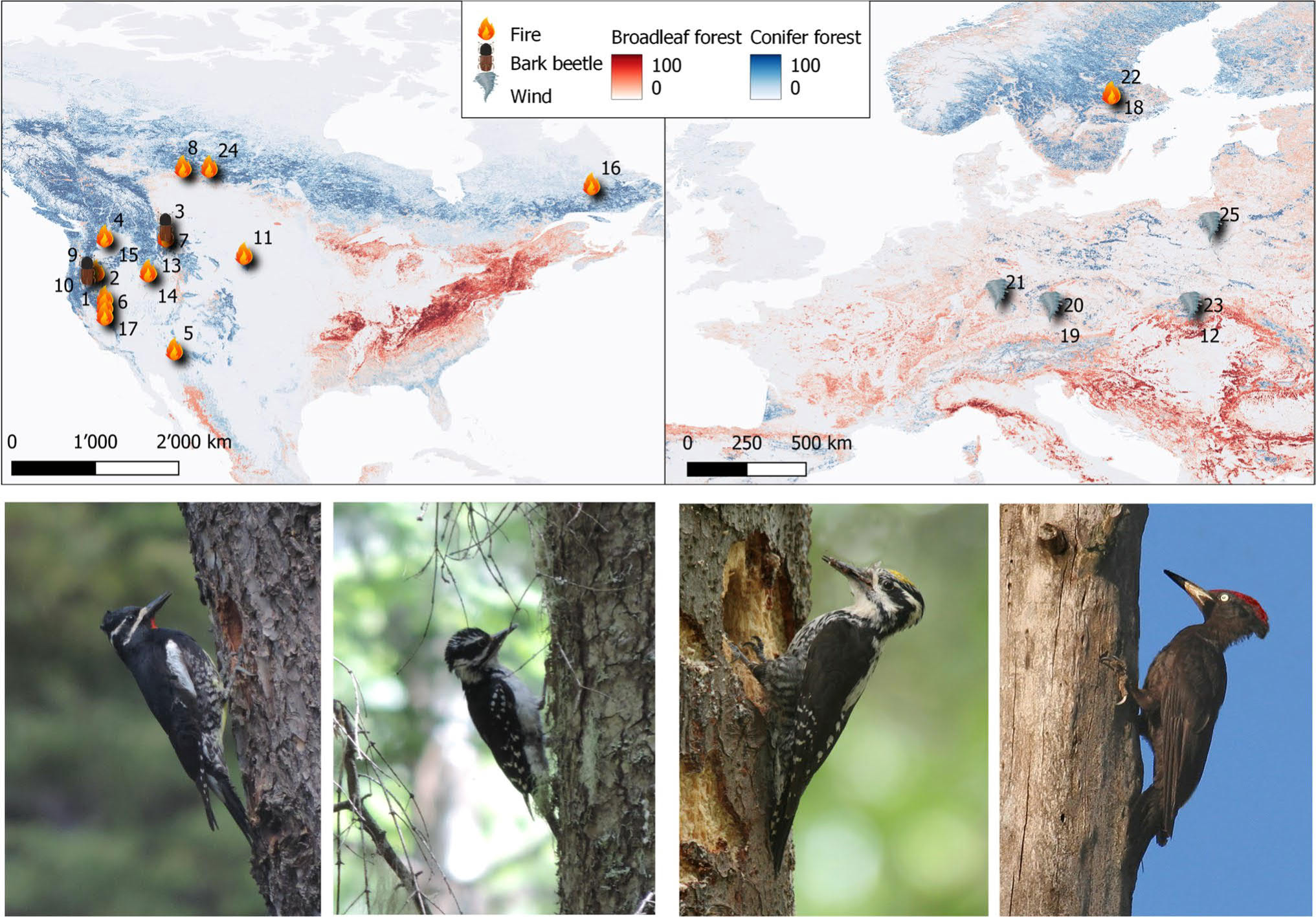 Salvage Logging Strongly Affects Woodpecker Abundance and Reproduction: a Meta-analysis
