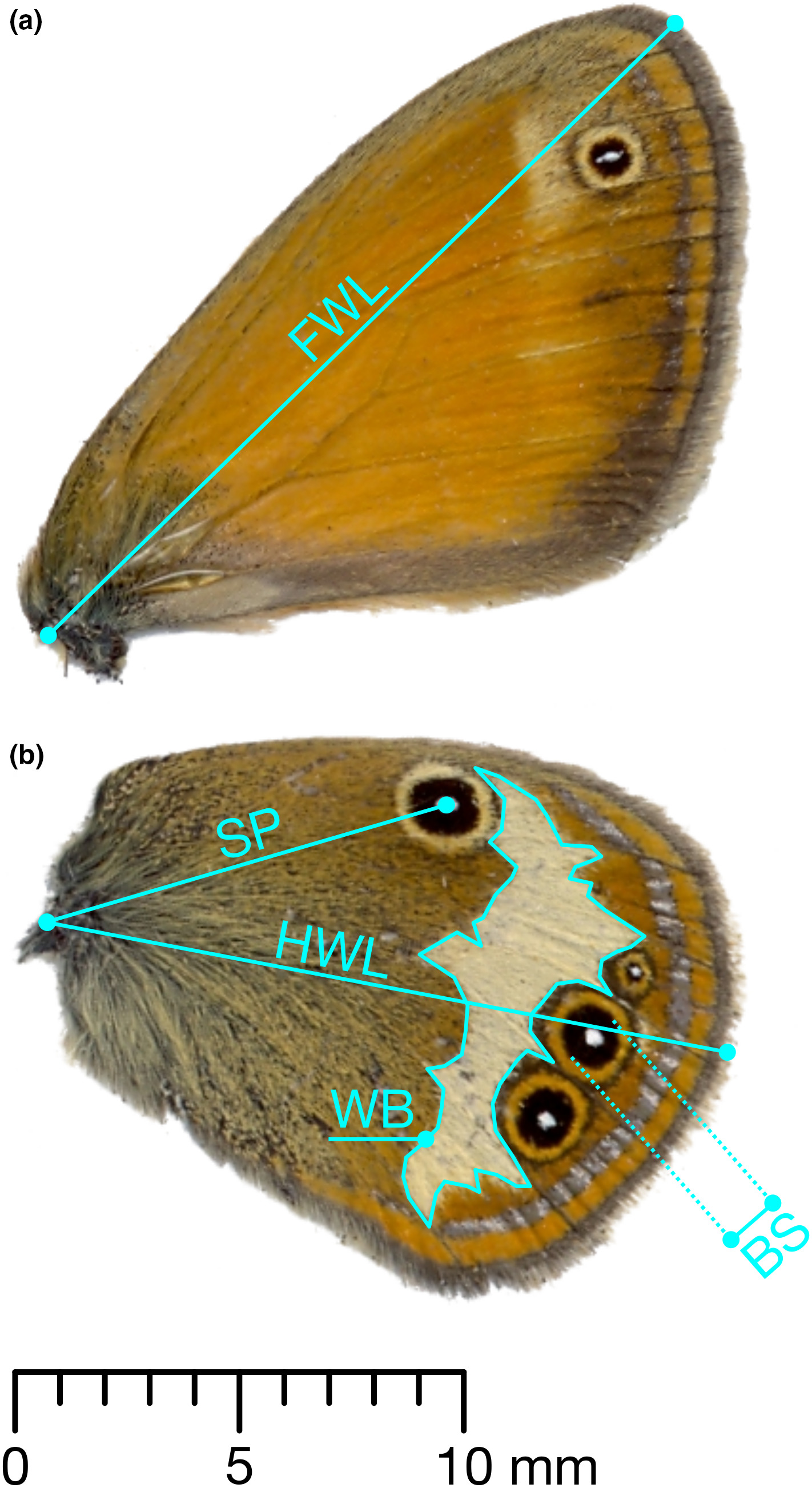 Wing morphology of the butterfly Coenonympha arcania in Europe: Traces of both historical isolation in glacial refugia and current adaptation