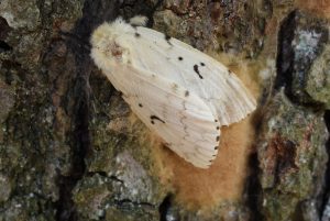 Occurrence of gypsy moth (Lymantria dispar L.) in the Slovak Republic and its outbreaks during 1945–2020