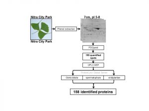 Establishing a leaf proteome reference map for Ginkgo biloba provides insight into potential ethnobotanical uses