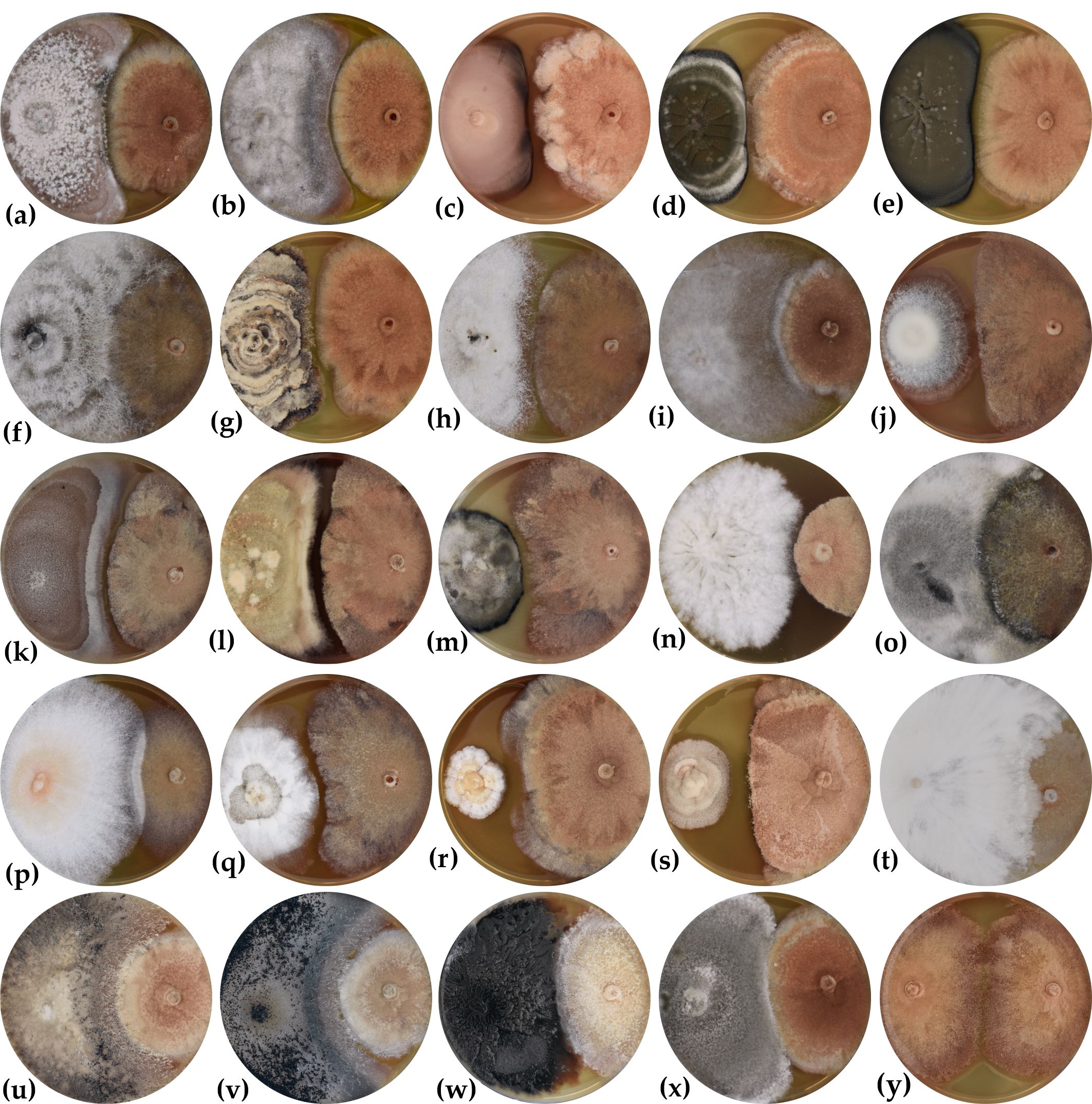 Culturable endophytic fungi in Fraxinus excelsior and their interactions with Hymenoscyphus fraxineus