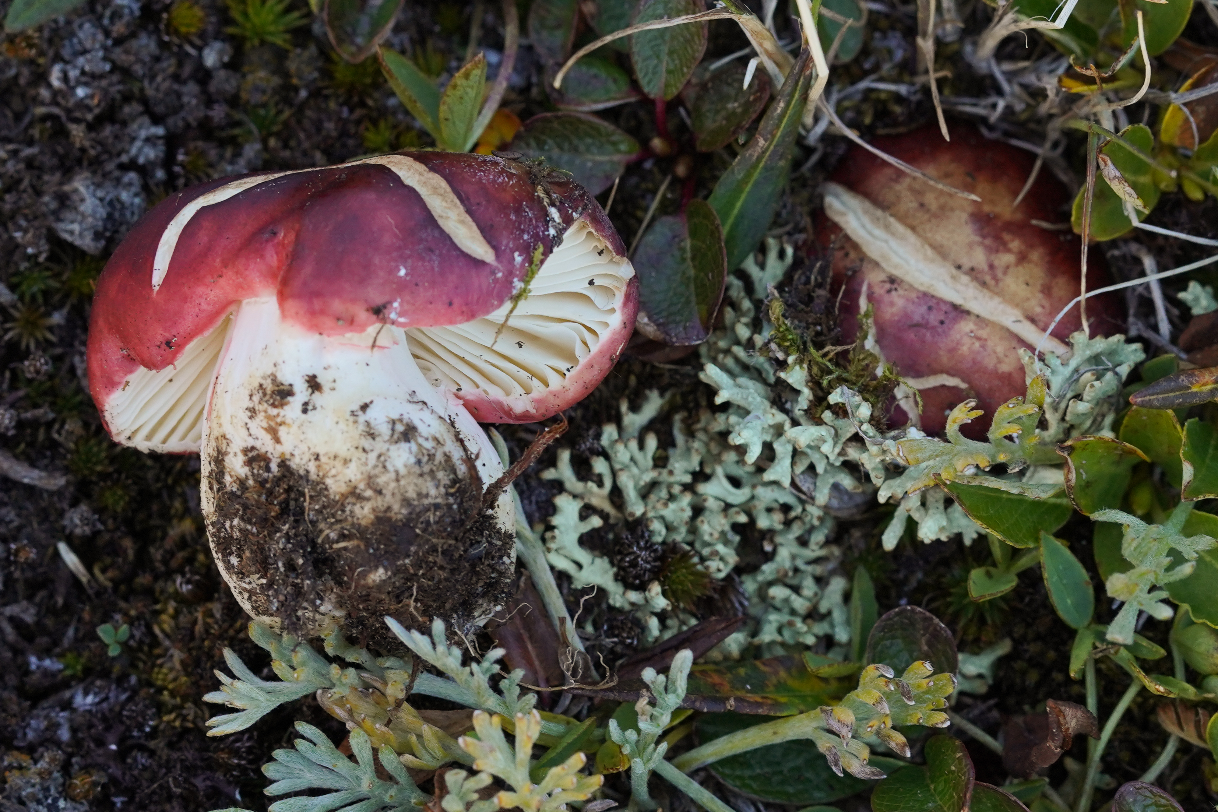 Three new species in Russula subsection Xerampelinae supported by  genealogical and phenotypic coherence