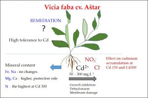 Effect of Cadmium Chloride and Cadmium Nitrate on Growth and Mineral Nutrient Content in the Root of Fava Bean (Vicia faba L.)