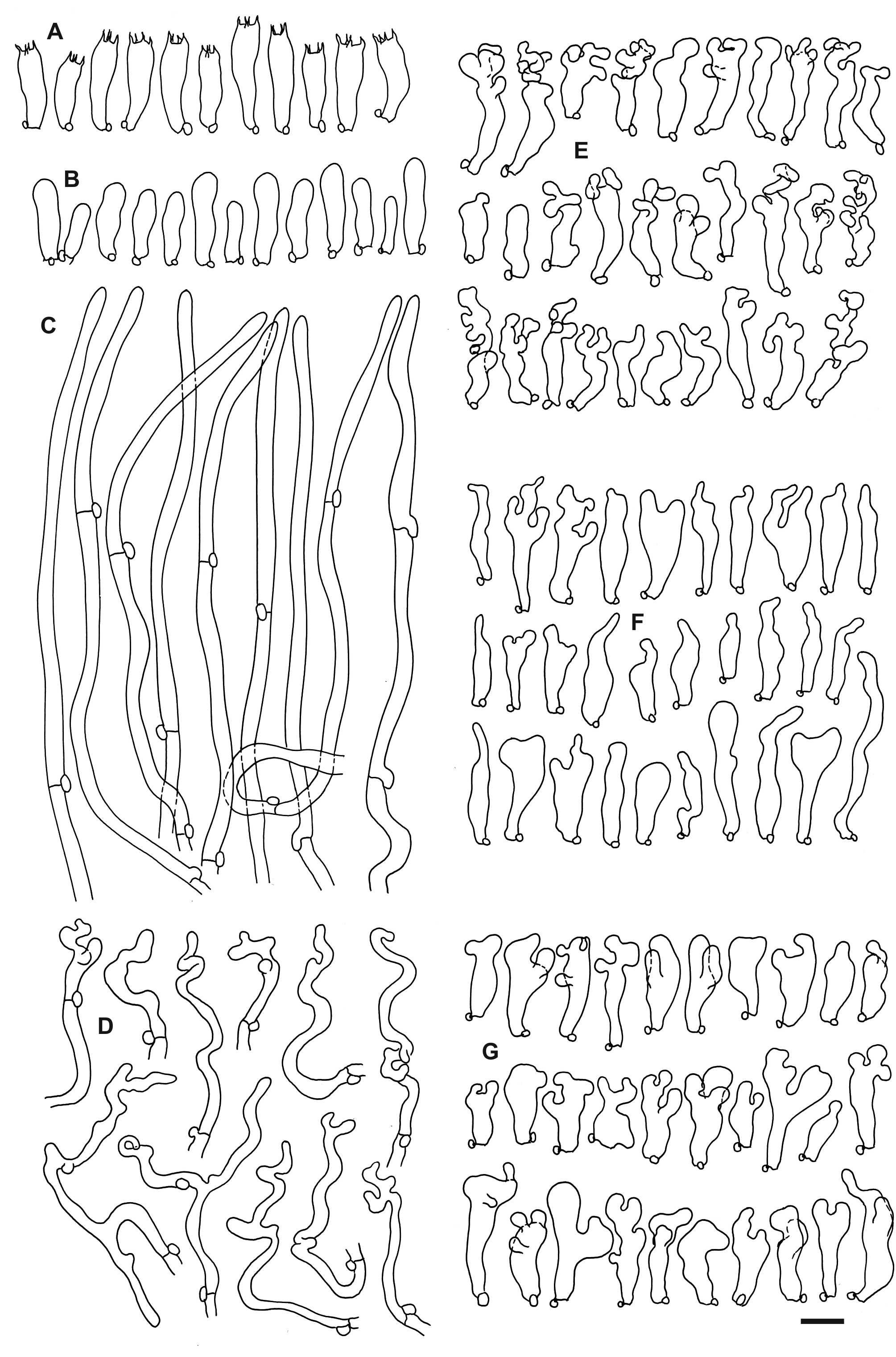 Taxonomic reintroduction of the holarctic saprotrophic fungus Crepidotus cinnamomeus