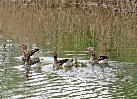 The first documented breeding of Greylag Goose (Anser anser) on the fishponds near Levice (SW Slovakia)