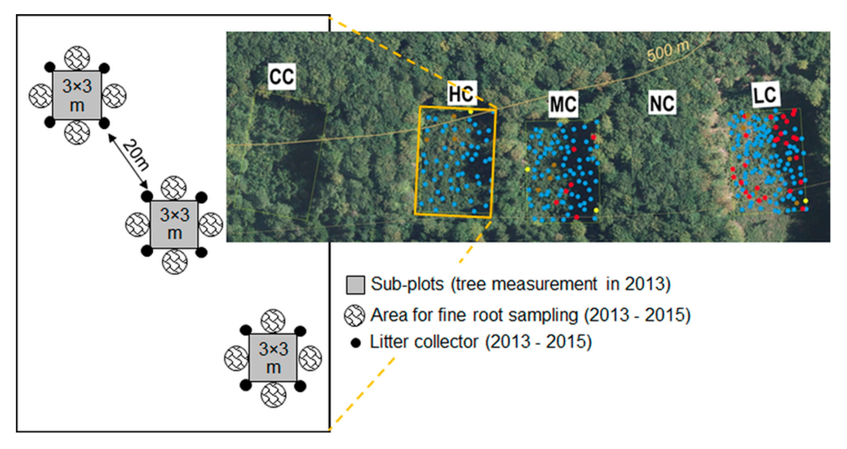 Biomass Allocation to Resource Acquisition Compartments Is Affected by Tree Density Manipulation in European Beech after Three Decades