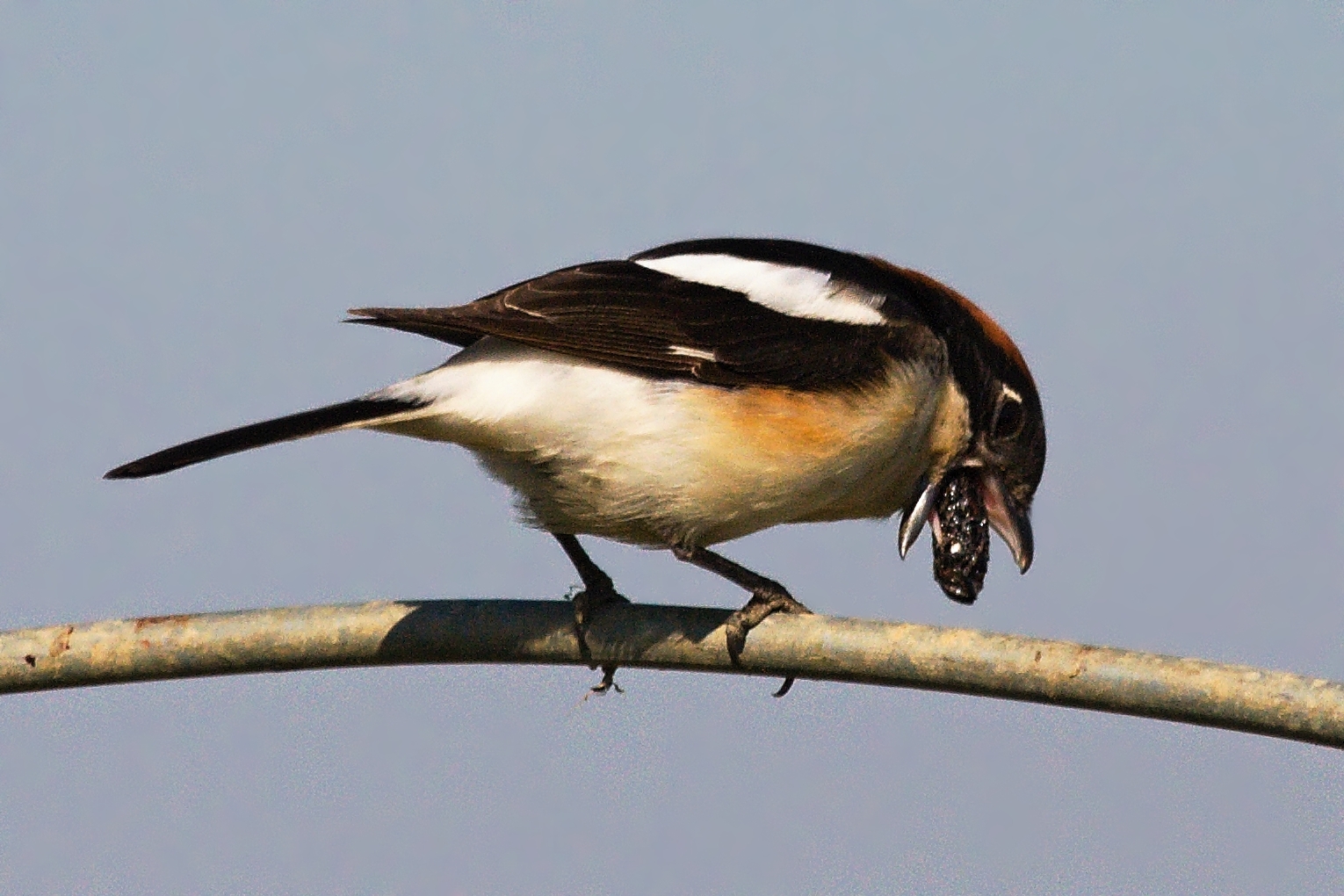 On the occurrence and diet of a migrating Woodchat Shrike (Lanius senator) in Slovakia