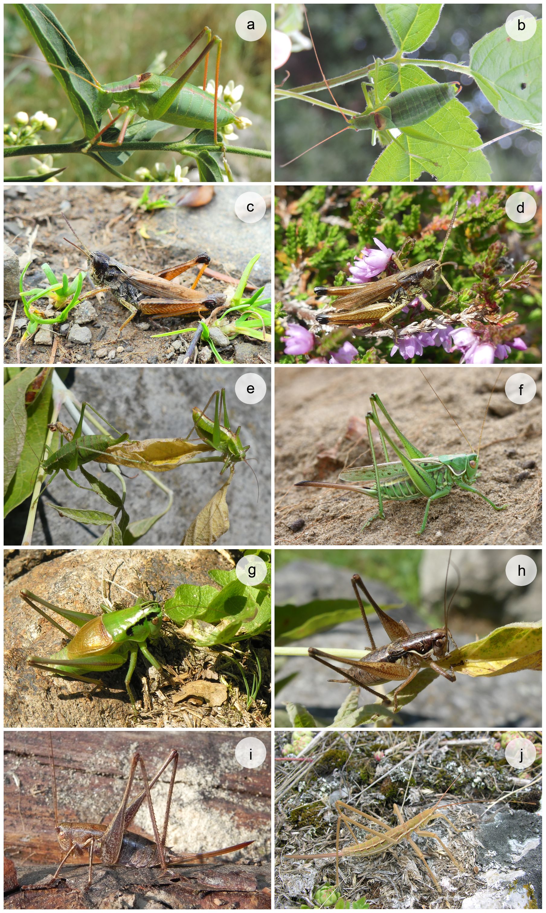 An annotated checklist of crickets, grasshoppers and their allies (Orthoptera) in Slovakia