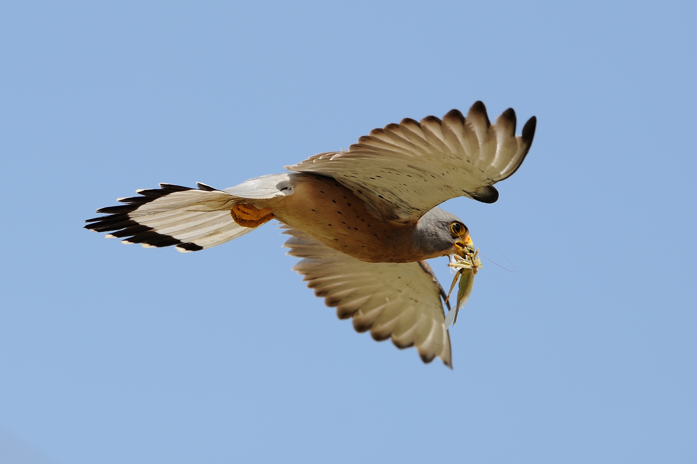 Diet of the lesser kestrel Falco naumanni at post-breeding roosts in southern Albania