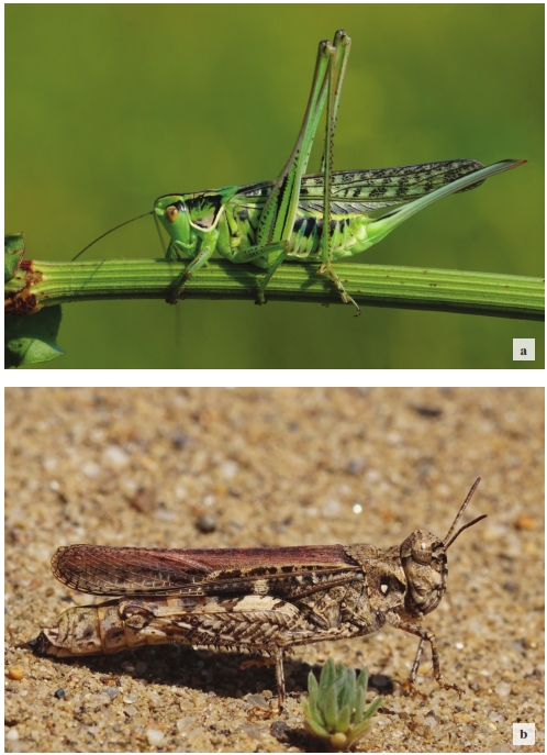 Grasshoppers, crickets (Orthoptera) and mantids (Mantodea) of the Latorica Protected Landscape Area