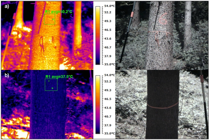 Determination of differences in temperature regimes on healthy and bark-beetle colonised spruce trees using a handheld thermal camera