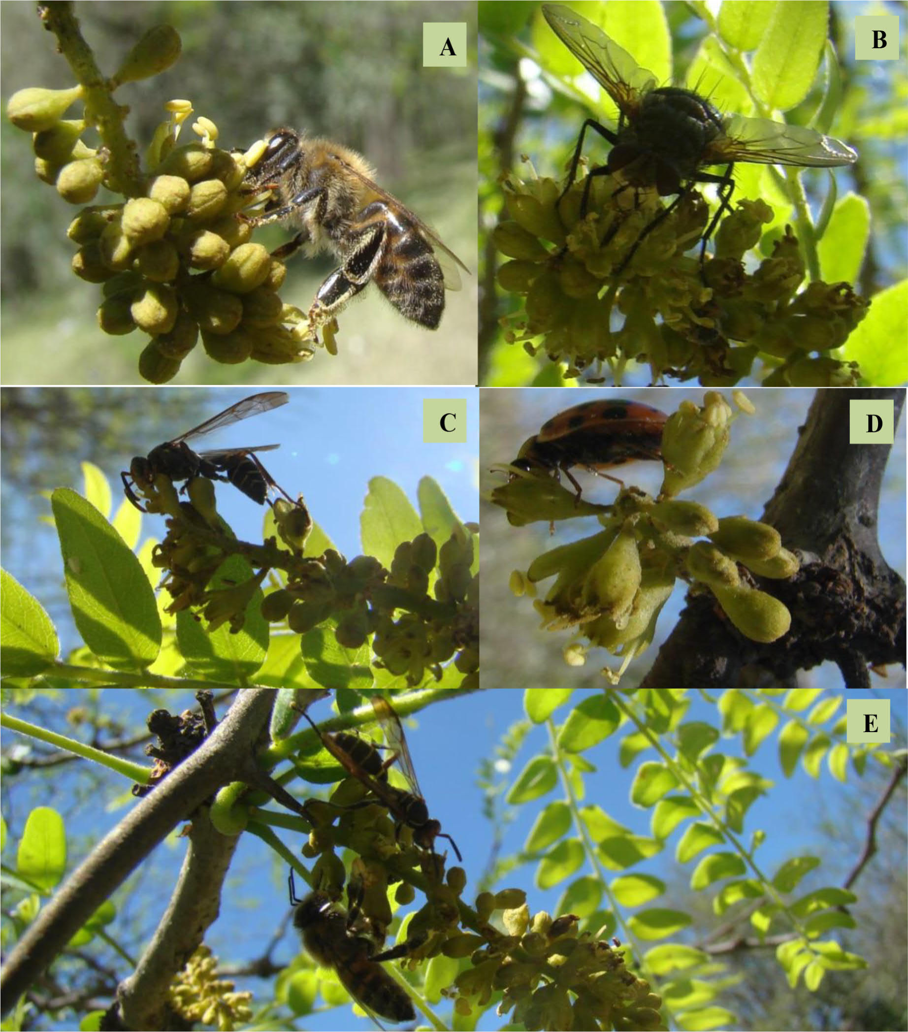 Reproductive biology of the invasive Gleditsia triacanthos L. (Fabaceae)