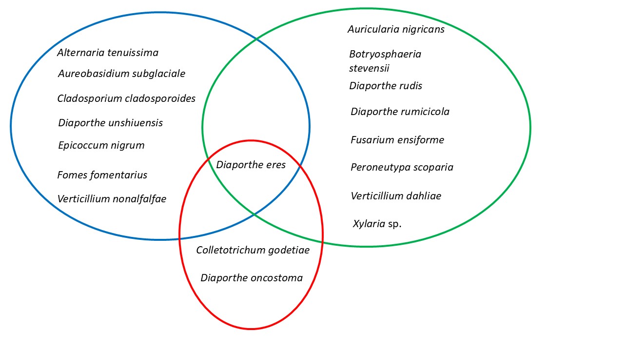 Culturable fungal species in a Verticillium nonalfalfae treated and nontreated Ailanthus altissima stand in Slovakia