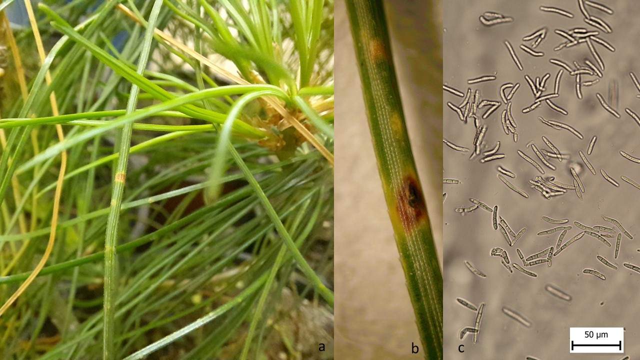 Artificial inoculation and susceptibility of Pinus armandii to  Dothistroma septosporum