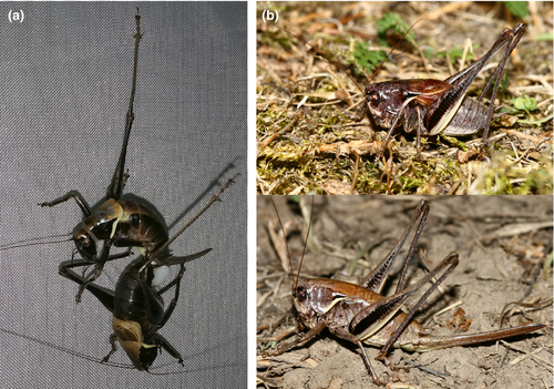 The mosaic distribution pattern of two sister bush-cricket species and the possible role of reproductive interference