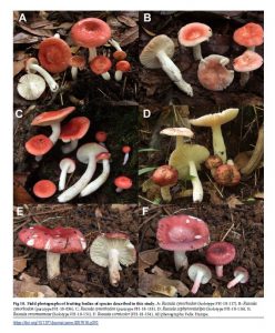 Four new species of Russula subsection Roseinae from tropical montane forests in western Panama