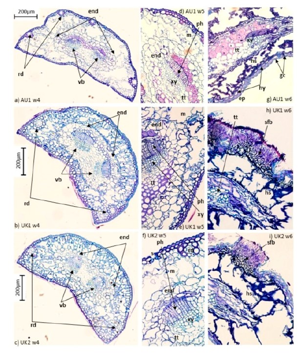 Histological Analysis of Dothistroma septosporum Infection on Different Provenances of Pinus sylvestris