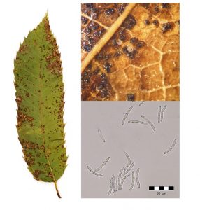 Variance in leaf spot susceptibility in chestnut trees of different species and hybrids