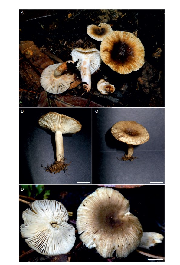 Fungal Biodiversity Profiles 111-120