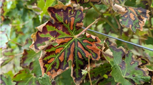 Evaluation of yield and wine qualitative parameters from grapevines expressing foliar symptoms of grapevine trunk diseases in Slovak climatic conditions