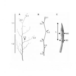 Allometry of winter buds in beech (Fagus sylvatica L.) natural regeneration with respect to its volume and dry weight estimation. 