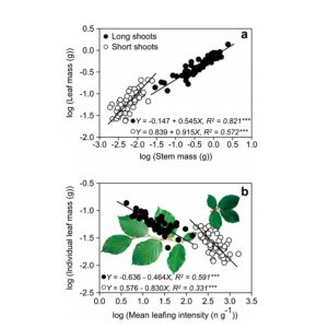 Shoot level biomass allocation is affected by shoot type in Fagus sylvatica