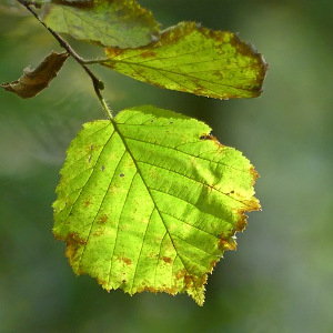 Differentiation in phenological and physiological traits in European beech (Fagus sylvatica L.).