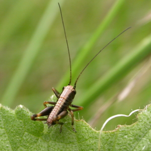 Orthoptera assemblages of beech stand plots during early succession stages after clearcutting