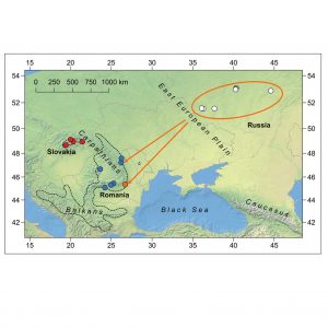 Isolated populations of the bush-cricket Pholidoptera frivaldszkyi (Orthoptera, Tettigoniidae) in Russia suggest a disjunct area of the species distribution