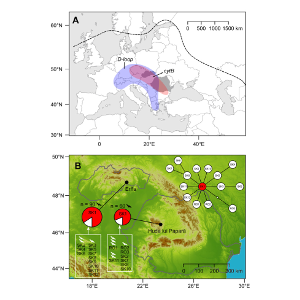 Haplotype diversity in common pipistrelle’s mass hibernacula from central Europe